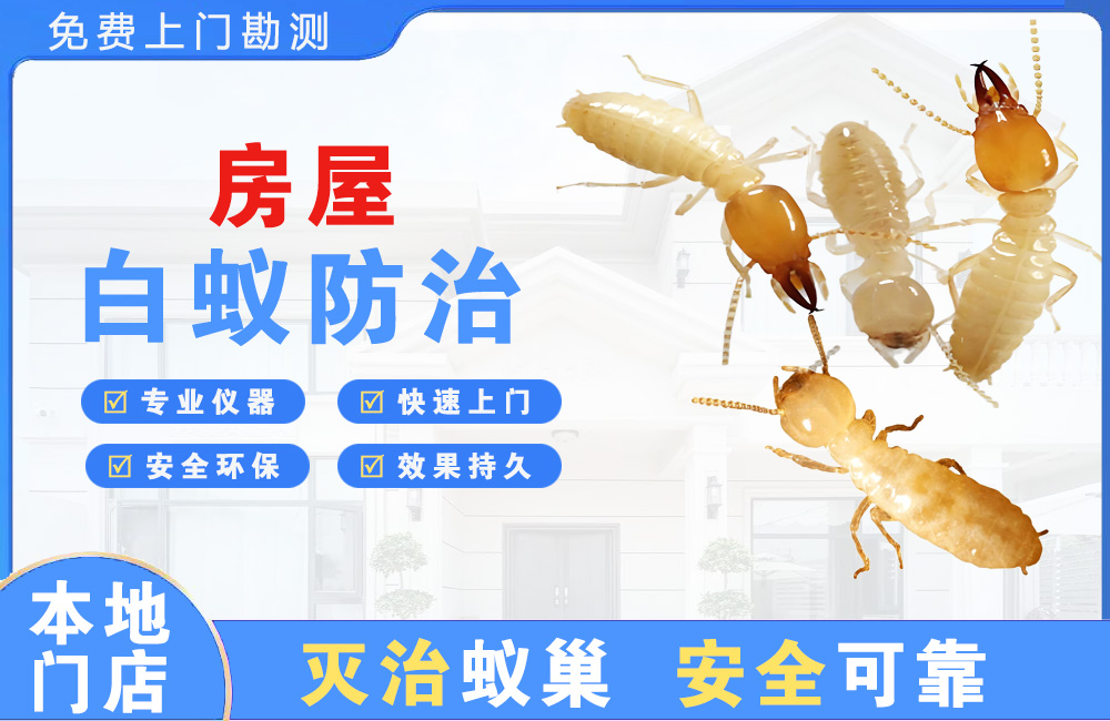 江油房屋白蚁防治